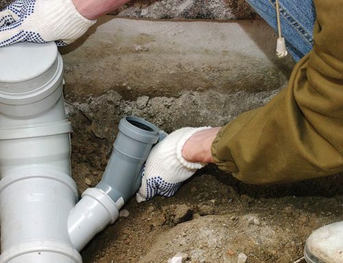 Signs You May Have Tree Roots in Your Sewer Line